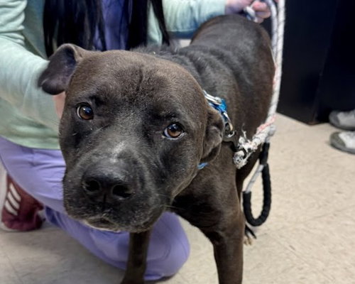 BUBBA, an adoptable Labrador Retriever in Olathe, KS