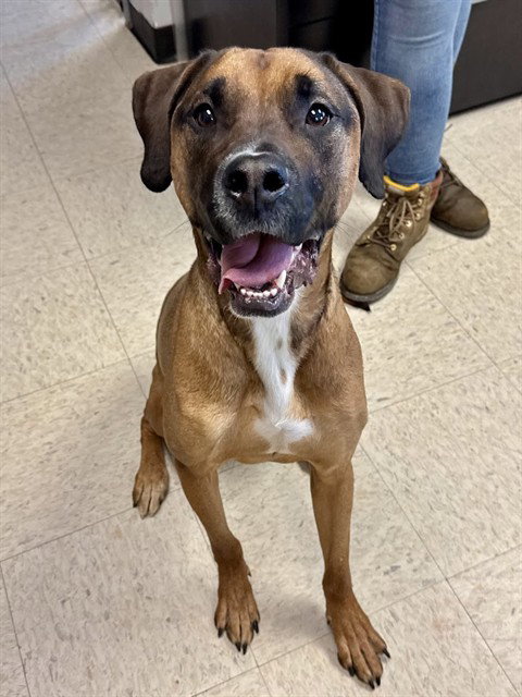 picture of the dog needing adoption