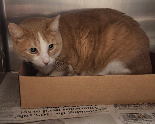 picture of the cat needing adoption