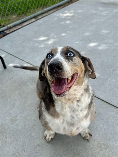 JOLLY ROGER, an adoptable Basset Hound in Olathe, KS