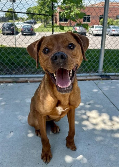 BEAR, an adoptable Nova Scotia Duck-Tolling Retriever in Olathe, KS
