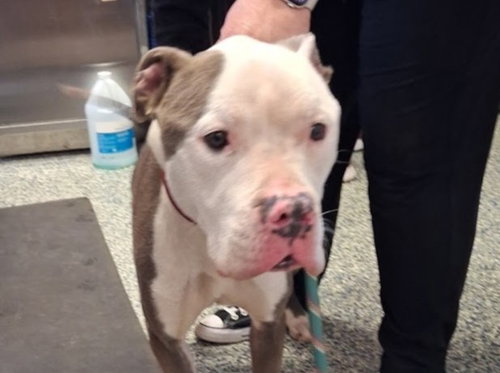 PUMBA, an adoptable Pit Bull Terrier in Olathe, KS