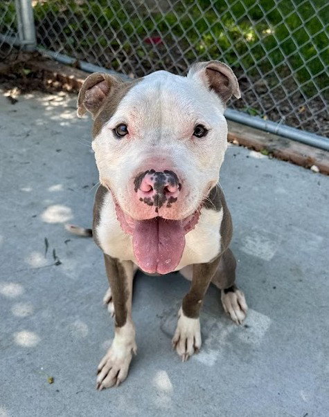 PUMBA, an adoptable Pit Bull Terrier in Olathe, KS
