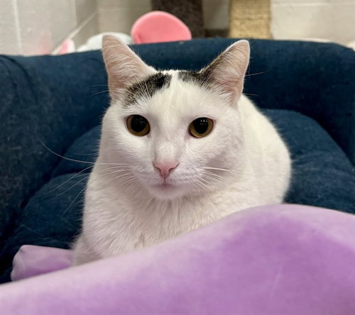SPOOKY BONES, an adoptable Domestic Short Hair in Olathe, KS