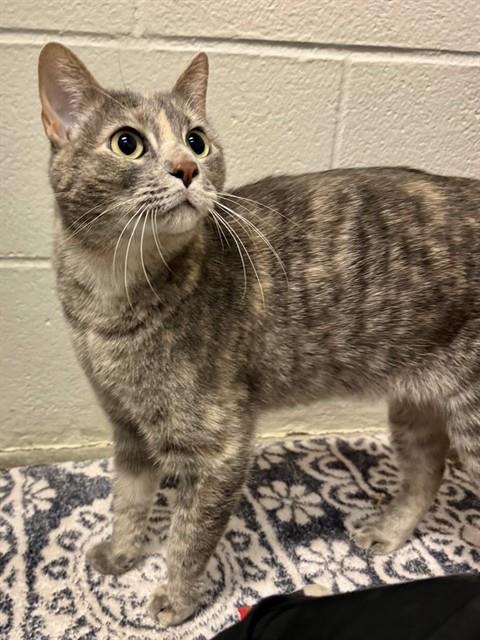 KORIANDIR, an adoptable Domestic Short Hair in Olathe, KS