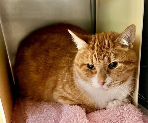 WHITLEY, an adoptable Domestic Short Hair in Olathe, KS