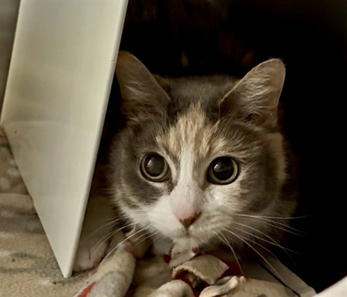 PASTEL, an adoptable Domestic Short Hair in Olathe, KS