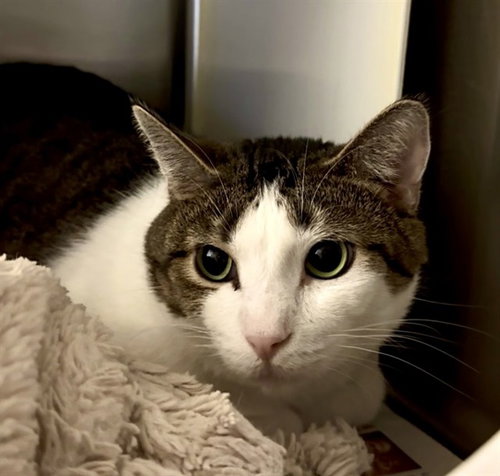 DANIEL, an adoptable Domestic Short Hair in Olathe, KS