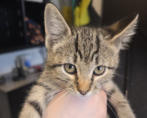 DRAGONFRUIT, an adoptable Domestic Short Hair in Olathe, KS