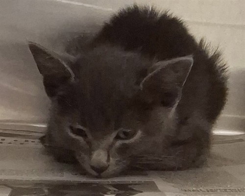 BOTT, an adoptable Domestic Short Hair in Olathe, KS