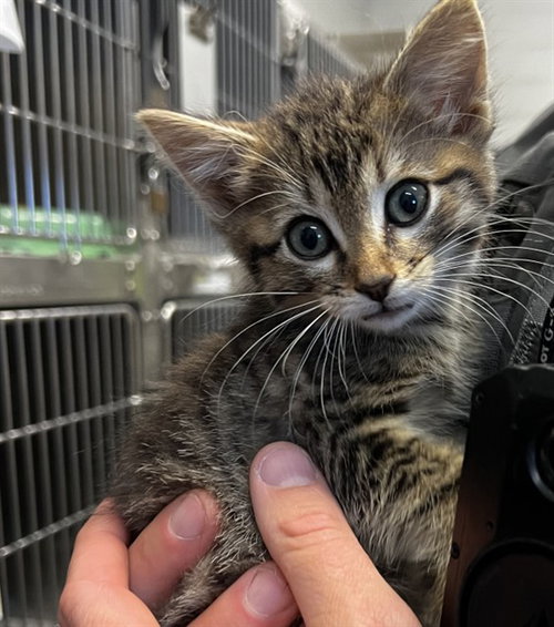 TODD, an adoptable Domestic Short Hair in Olathe, KS