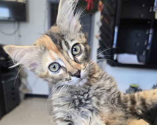THELMA, an adoptable Domestic Medium Hair in Olathe, KS