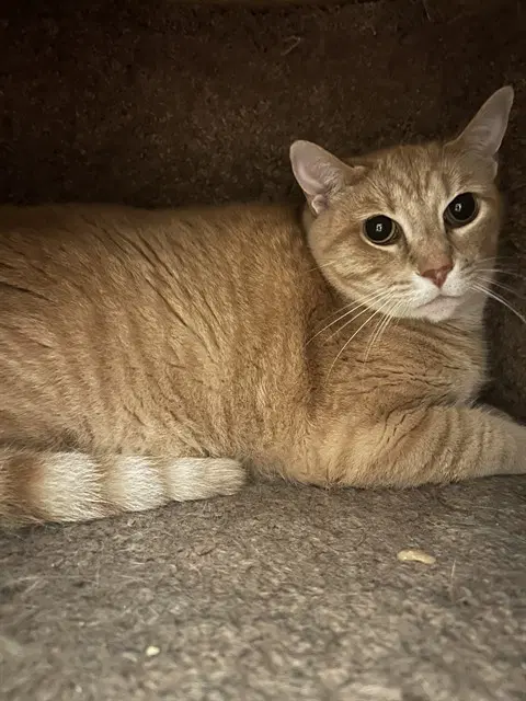 Milo - Domestic Short Hair