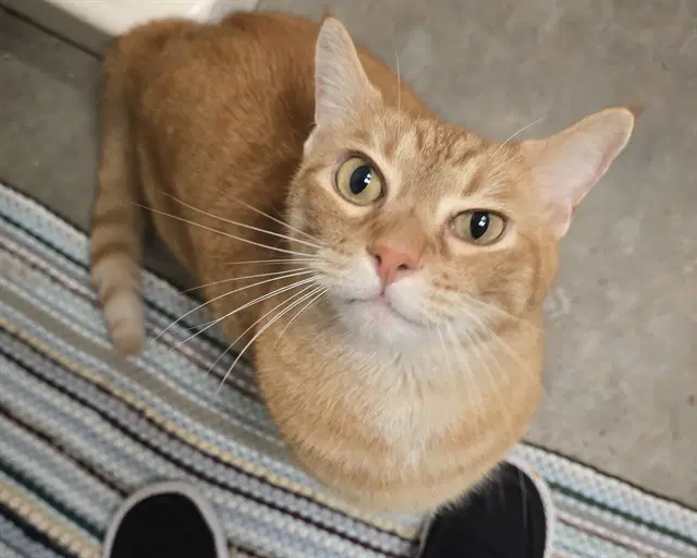 Tigger - Domestic Short Hair