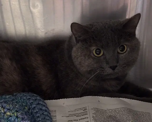 Stormy - Domestic Short Hair