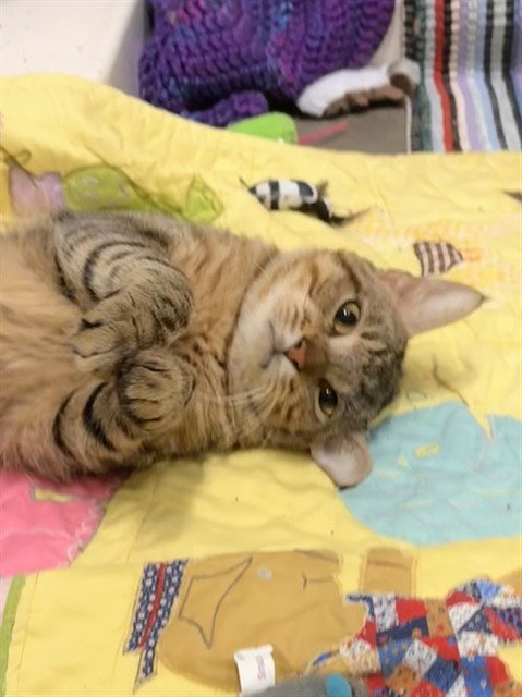 picture of the cat needing adoption