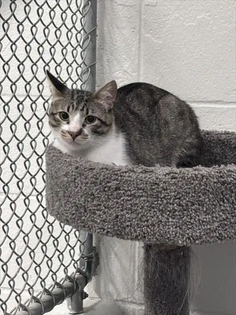Longjohn - Domestic Short Hair