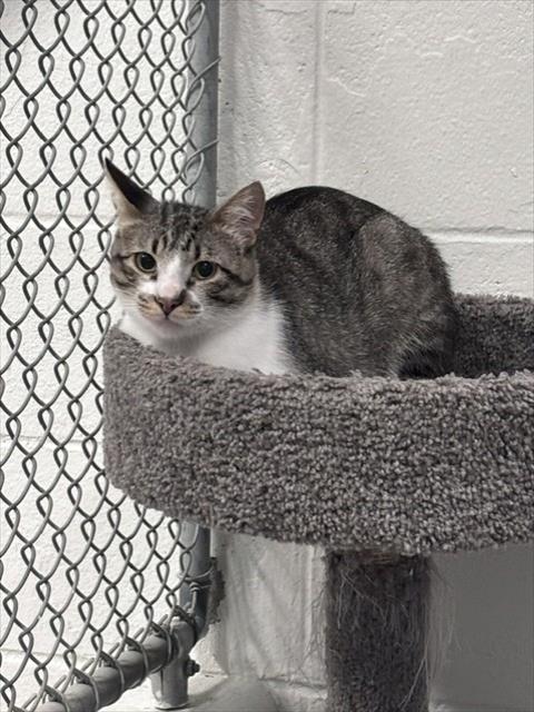picture of the cat needing adoption