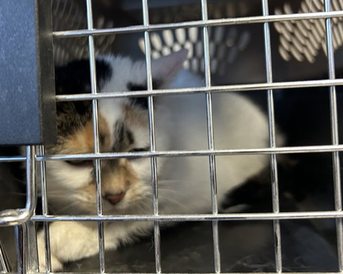 picture of the cat needing adoption