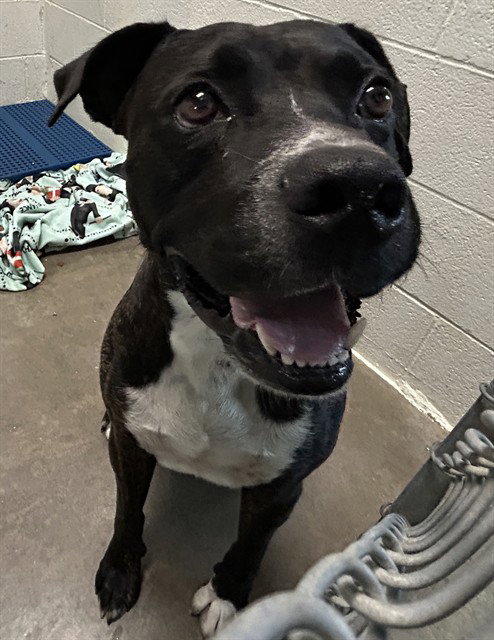 picture of the dog needing adoption