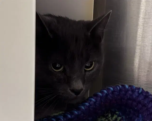 Blue - Domestic Short Hair