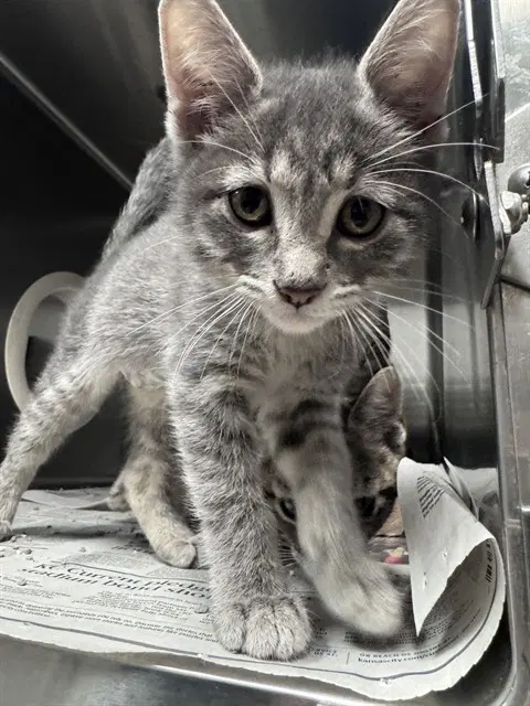 Silver - Domestic Short Hair