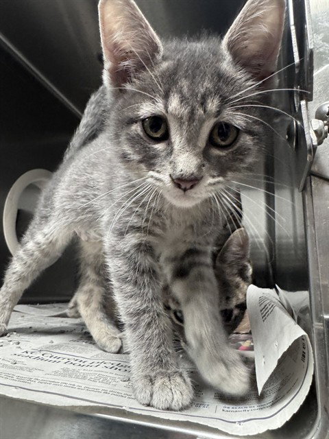 picture of the cat needing adoption