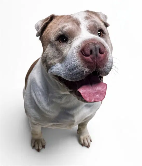 Buddy - Chinese Shar-Pei