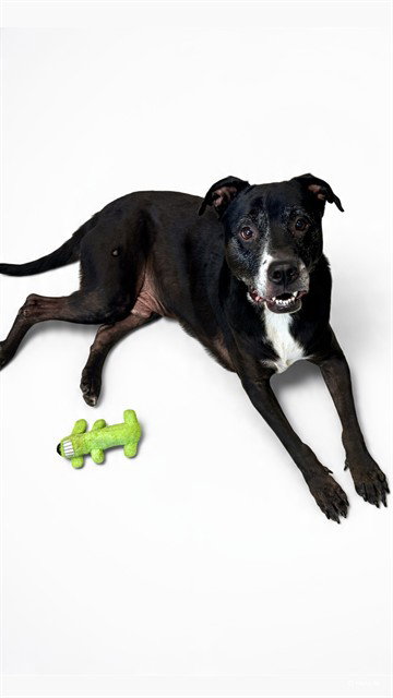 TANK, a dog for adoption from Olathe Animal Control Unit