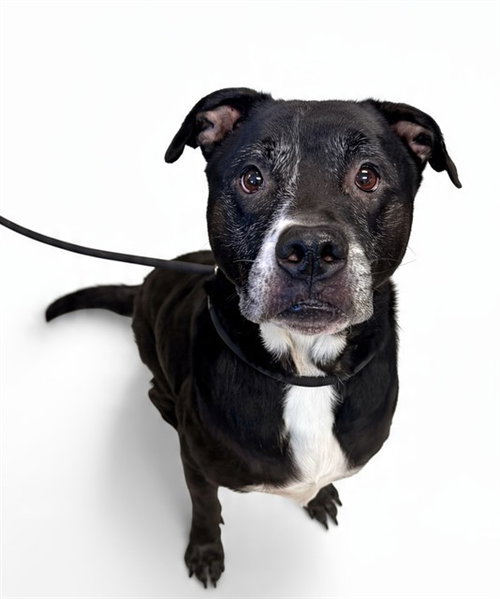 Tank, Labrador Retriever / American Pit Bull Terrier / Mixed (medium coat)