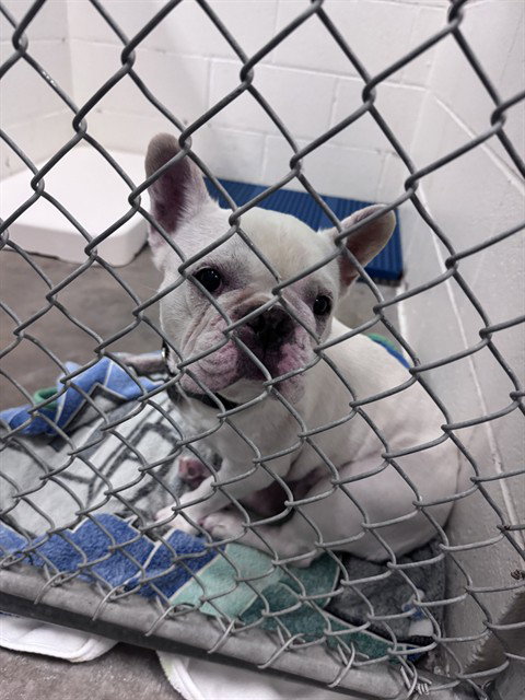 DUDLEY, a dog for adoption from Olathe Animal Control Unit