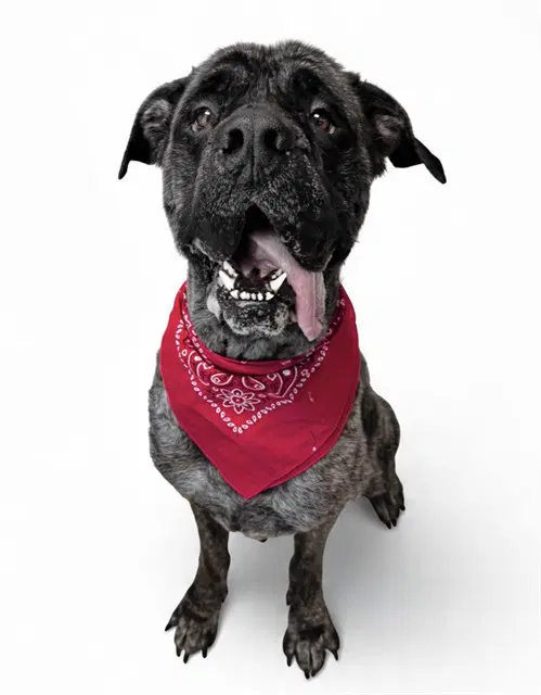 Winston - Mastiff