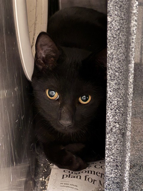 Hocus, Domestic Short Hair (medium coat)