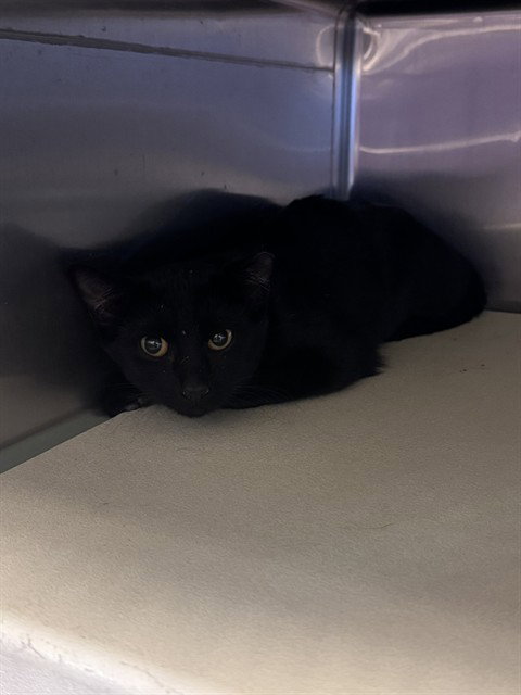 Elvira, Domestic Short Hair (medium coat)