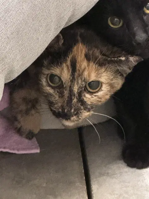 Candy Corn - Domestic Short Hair