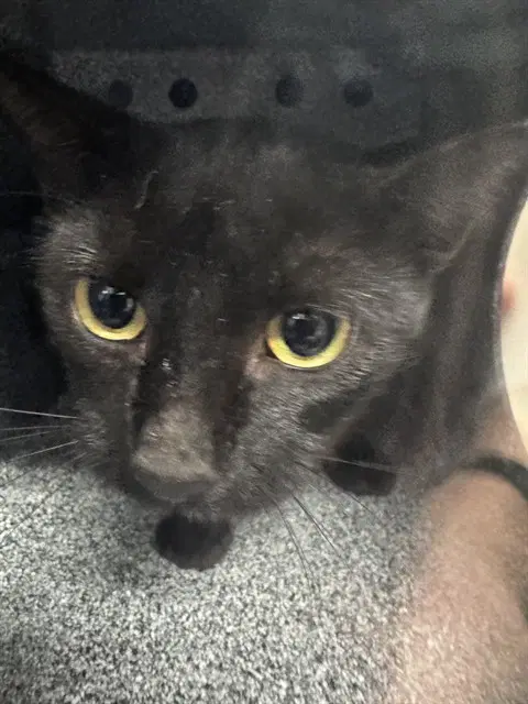 Hysteria - Domestic Short Hair