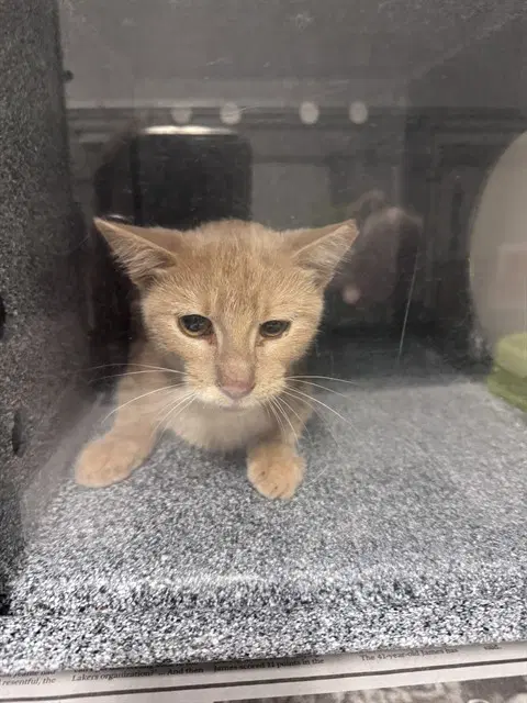 Purranormal - Domestic Short Hair