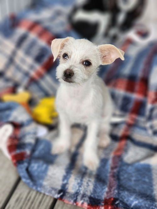 Dog for adoption - Hank, a Mixed Breed in Los Angeles, CA