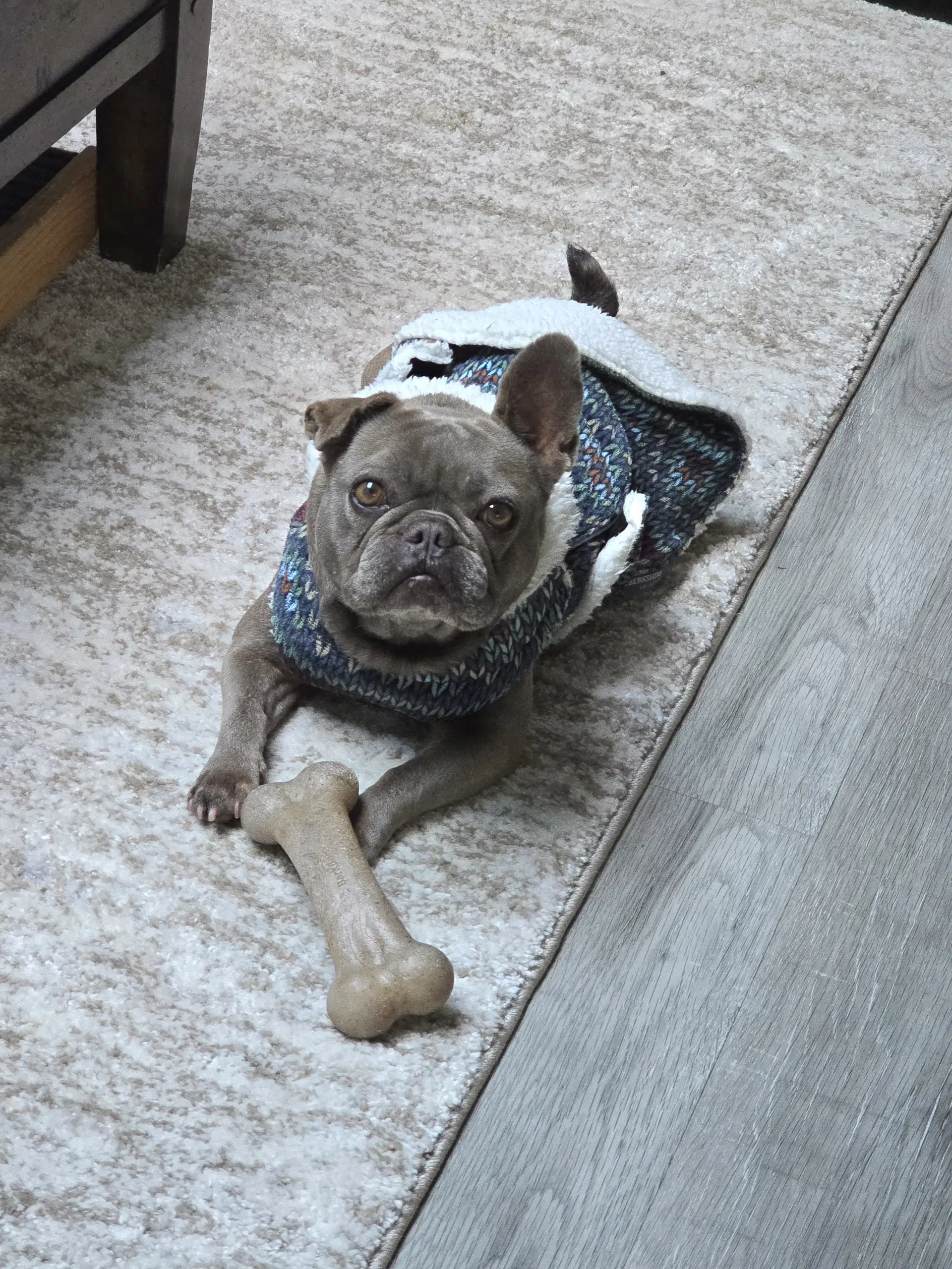 Dory - French Bulldog