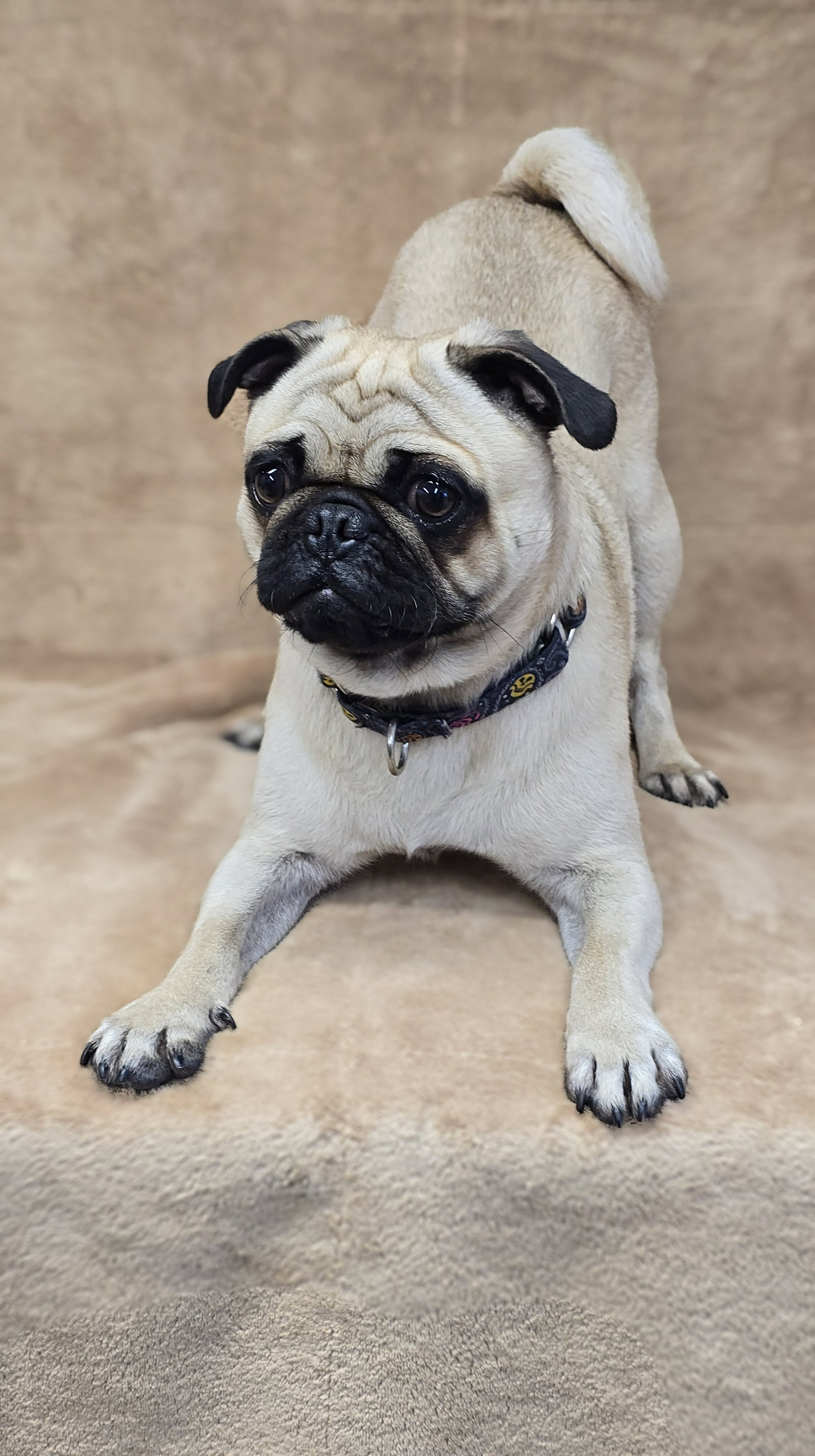 Chico