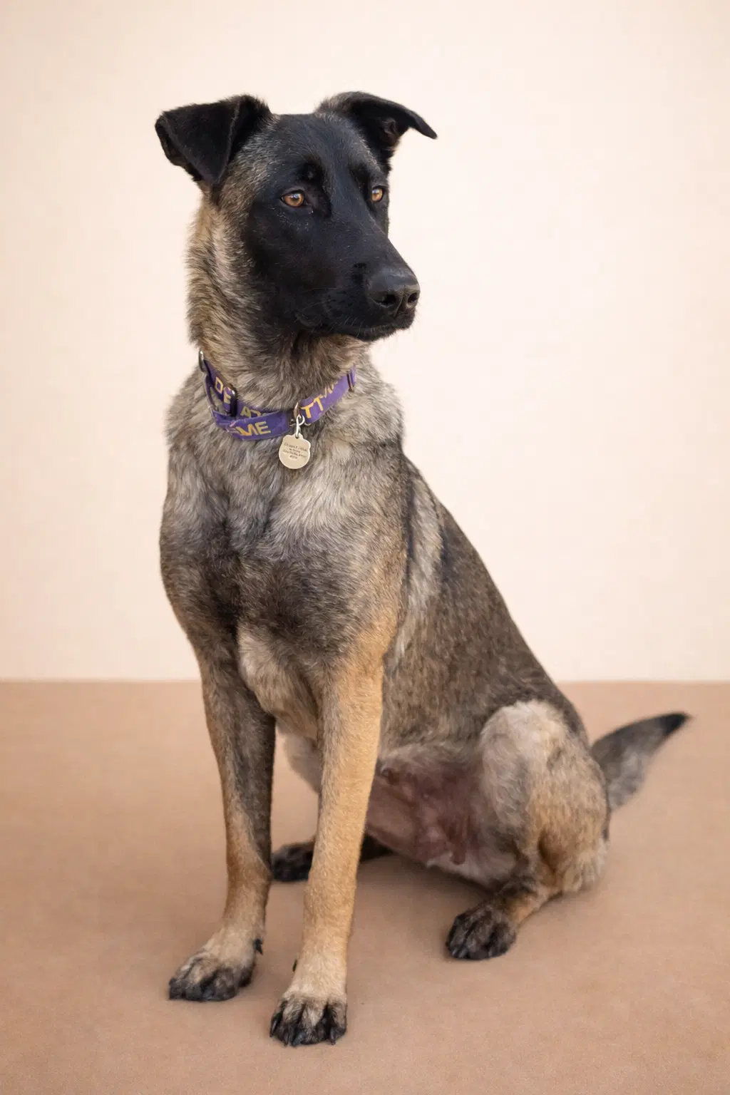 Kika - Belgian Shepherd Malinois