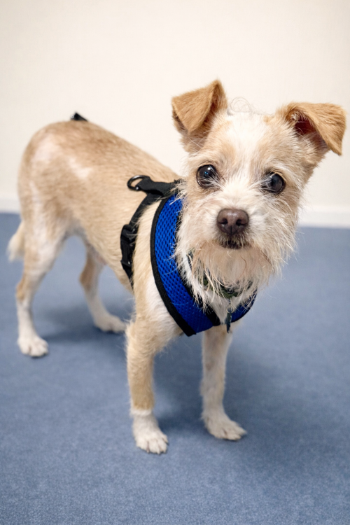 PeeWee, an adoptable Chihuahua in San Pedro, CA