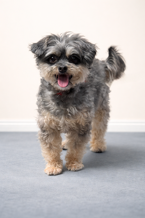 Love Bug, an adoptable Shih Tzu in San Pedro, CA