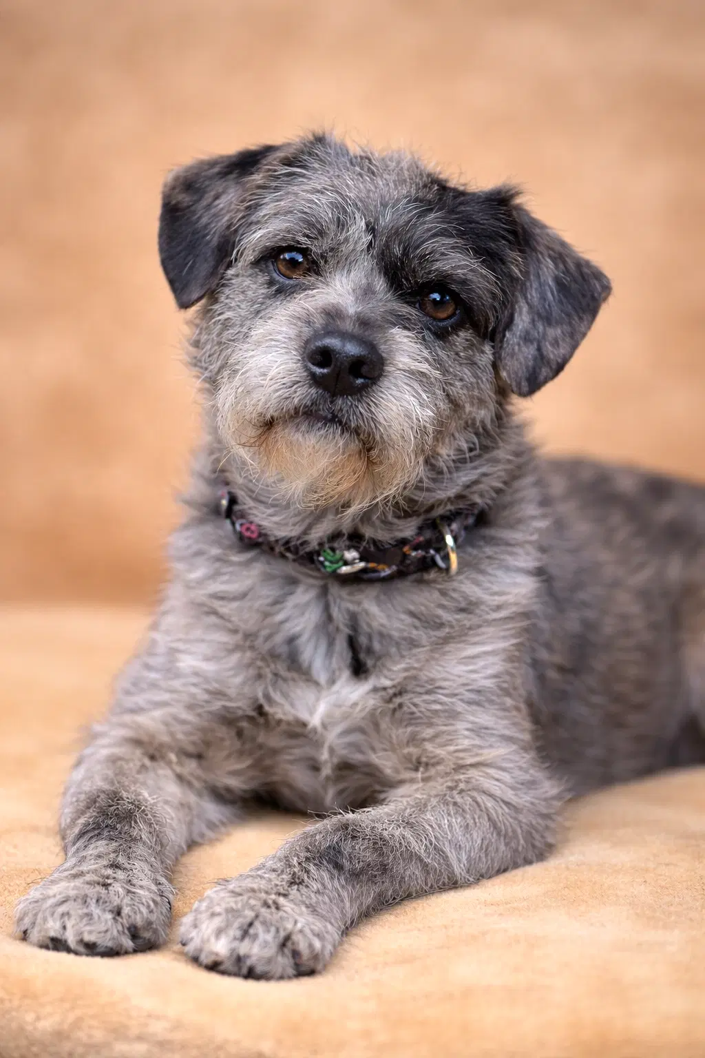 Pop Tart - Terrier