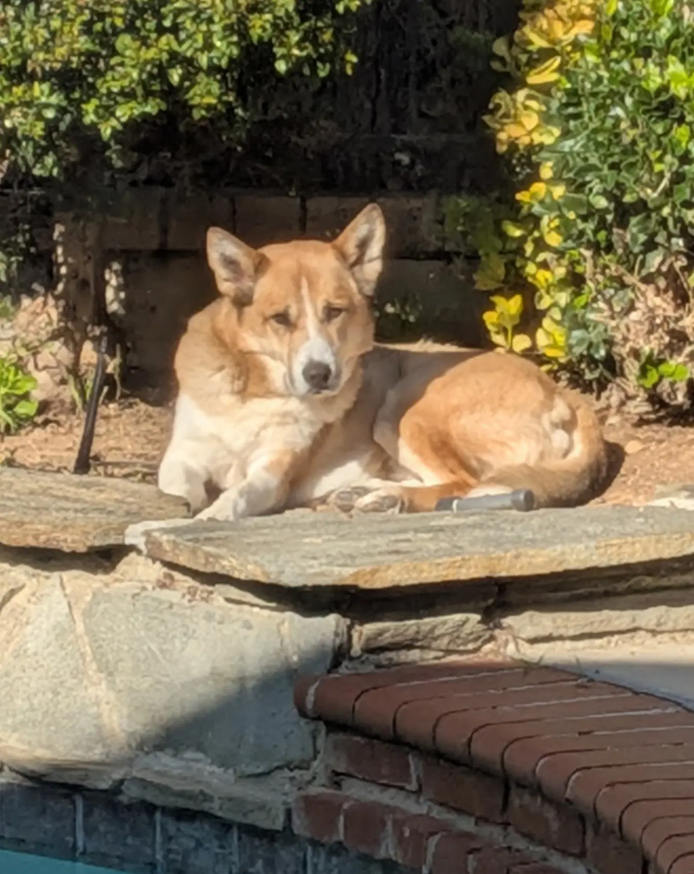 Nelson - Australian Shepherd