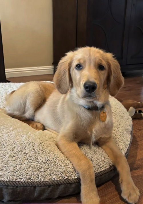 Mila, an adoptable Golden Retriever in San Pedro, CA