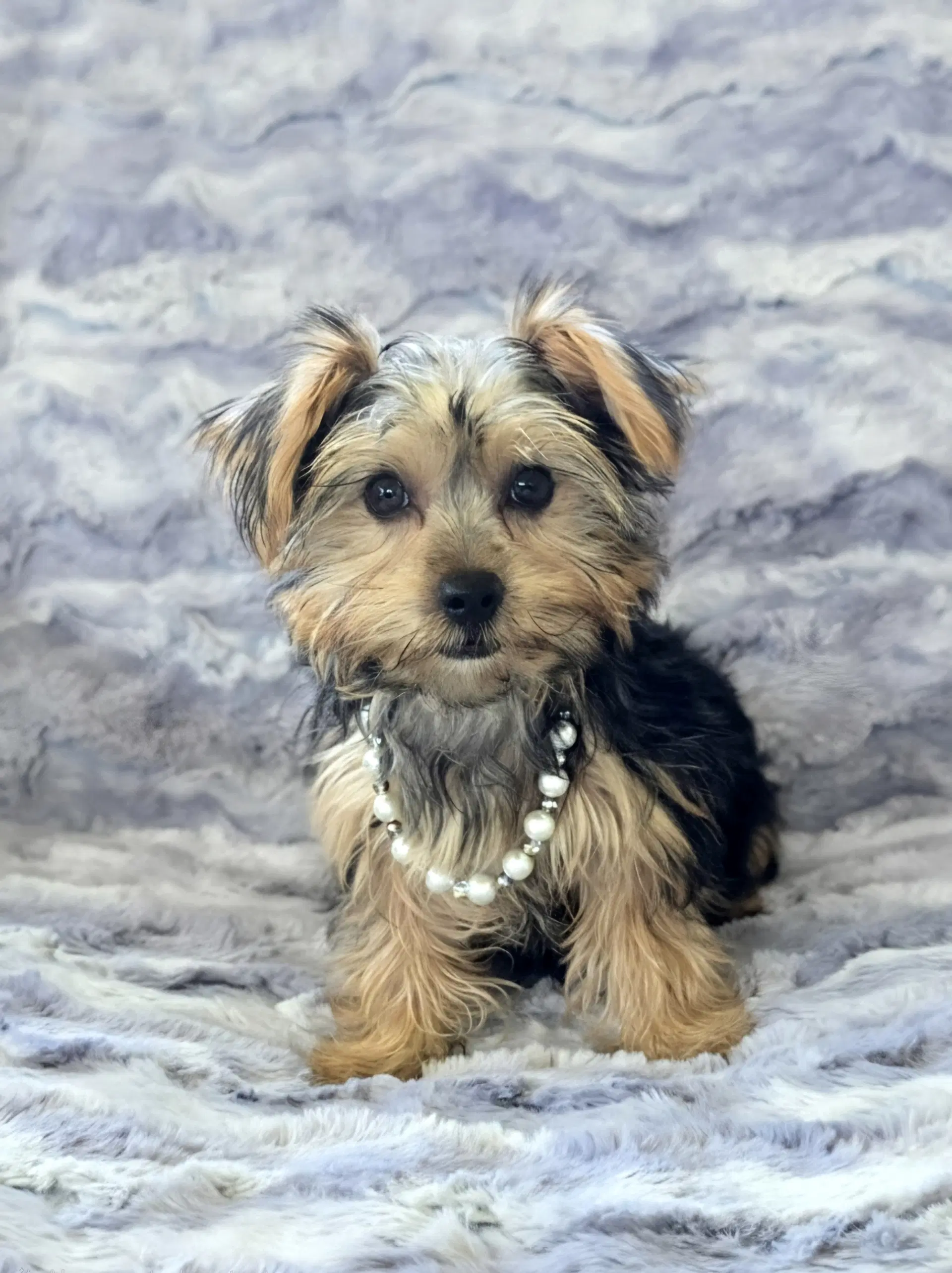 Daphne - Yorkshire Terrier Yorkie