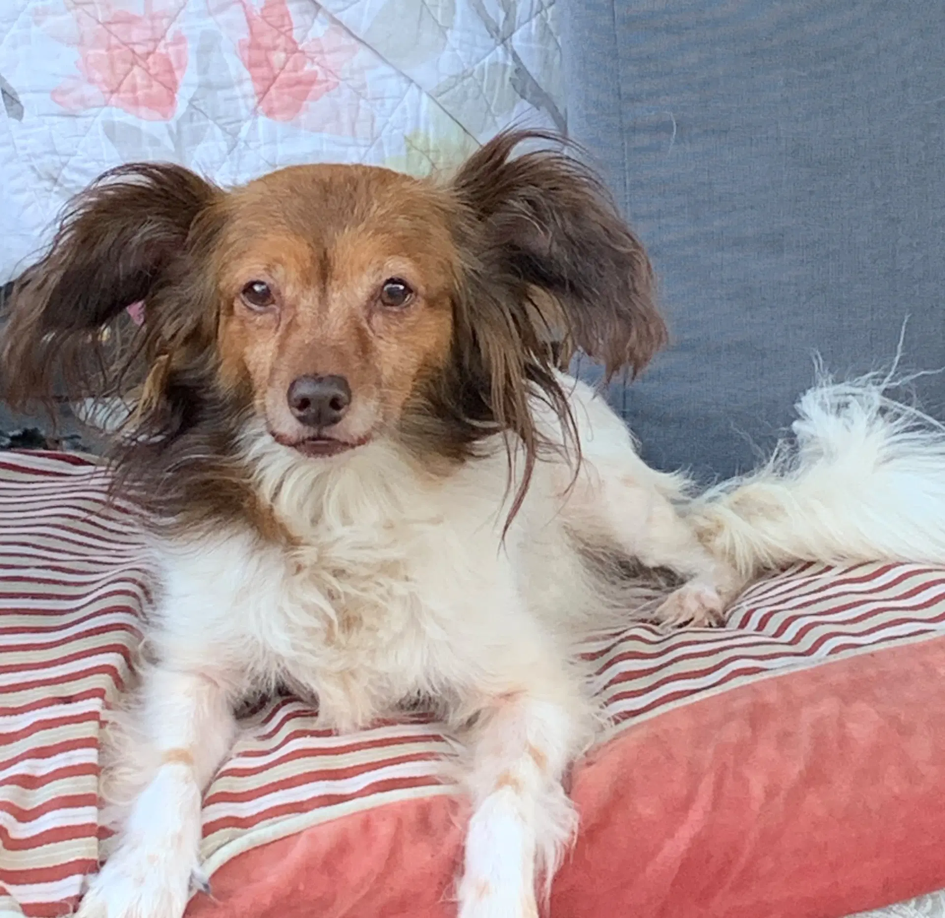 Mia - Papillon