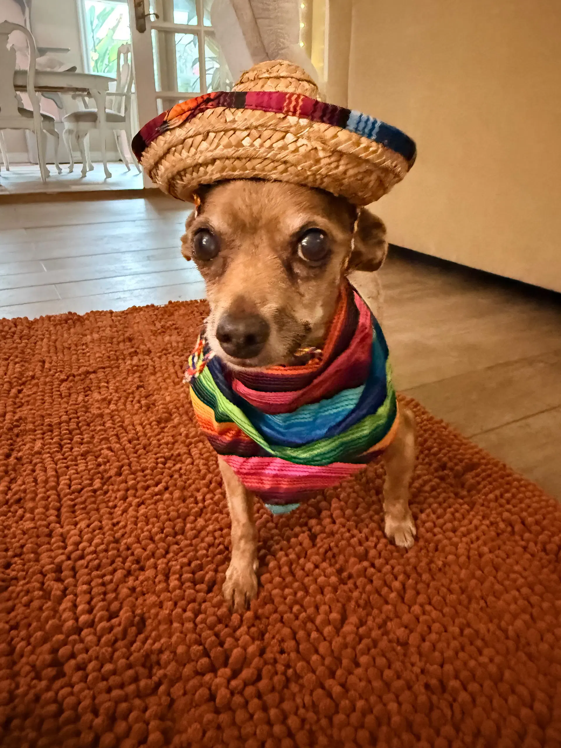 Elmer - Chihuahua