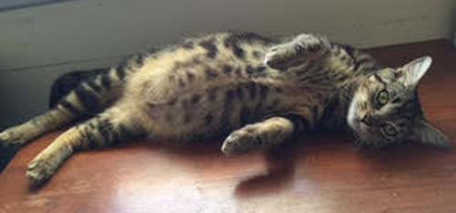 Cleopatra - Adopt With Kitten"Smalls"